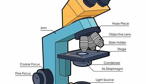 Microscope Diagram Labeled, Unlabeled and Blank | Parts of a Microscope