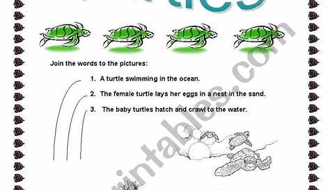 turtle worksheets