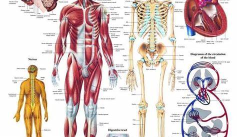 the human body and its major organs