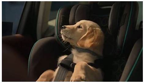 Subaru Forester TV Commercial, 'Dog Tested: Honk' [T1] - iSpot.tv