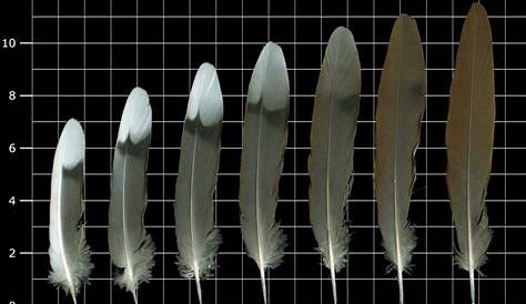 bird feather identification chart