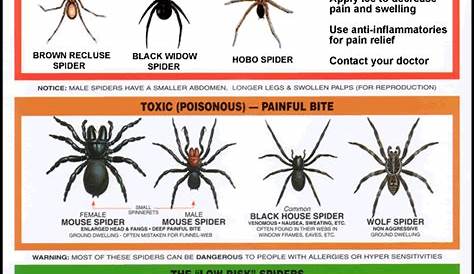 Spider Identification Chart - Venomous or Dangerous?