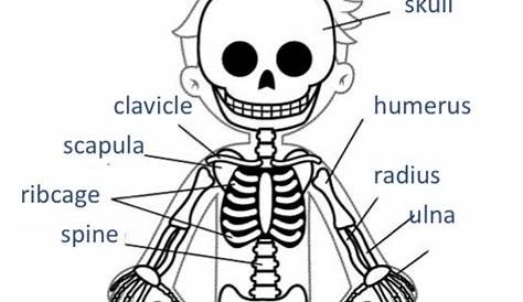 skeleton labeled worksheets