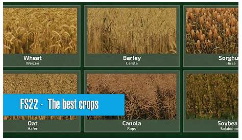 What is the best crop for making money in Farming Simulator 22
