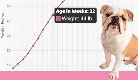 weight chart english bulldog