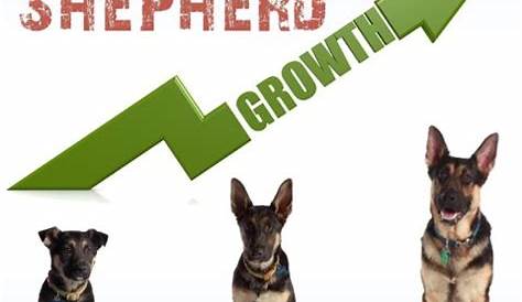 german shepherd growth chart