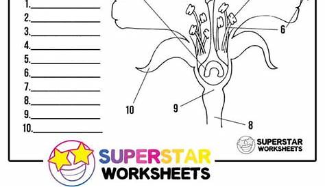 Parts of a Flower Worksheets - Superstar Worksheets