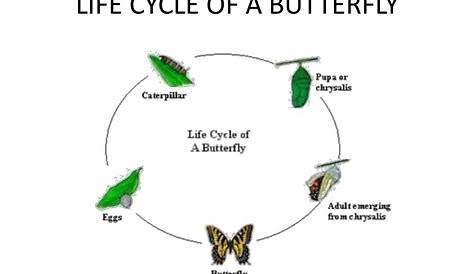 Life cycle of different animals