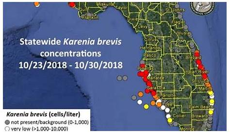 Low levels of red tide have spread to Pensacola Beach