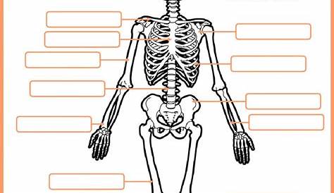 El esqueleto humano - Interactive worksheet