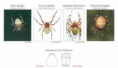 georgia spider identification chart