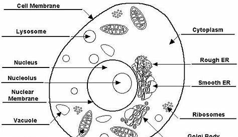 plant cell labeled worksheets