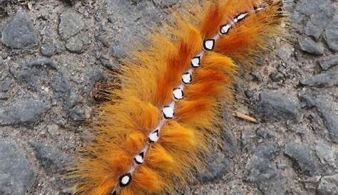 fuzzy caterpillar identification chart