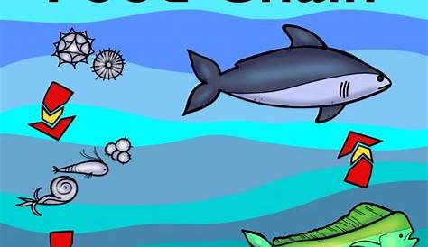 Ocean Food Chain Colouring Book - Thrifty Mommas Tips