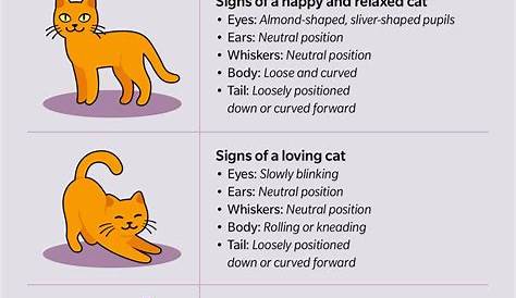 cat body language chart