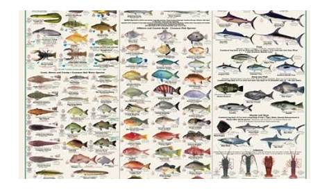Fishermans Fish Identification – New South Wales Fisherman’s Guide