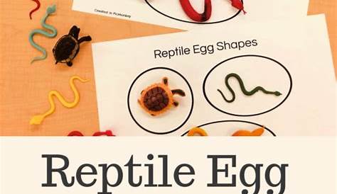 Reptile Egg Science