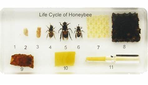 life cycle of a bee ks1