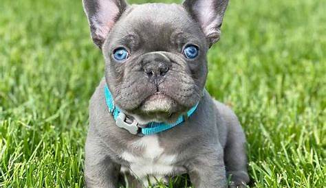 french bulldog how big do they get