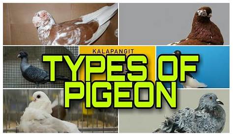 TYPES OF PIGEON / TOP LIST PIGEONS - YouTube