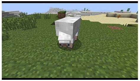 what to feed sheep in minecraft