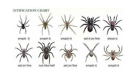 Fun spider chart | Spider identification chart, Spider identification