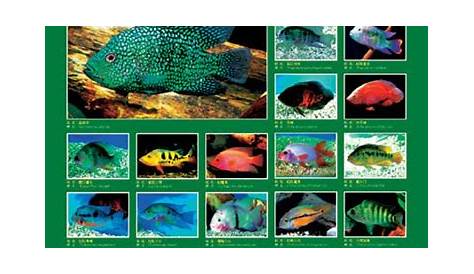 freshwater fish pleco identification chart