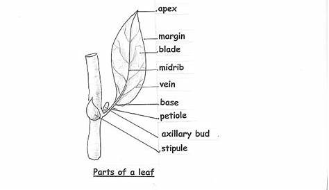 9 Best Images of Parts Of A Leaf Worksheet - Labeled Leaf Diagram