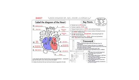 heart worksheet 10th grade