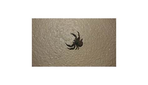 Spiders in Utah - Species & Pictures