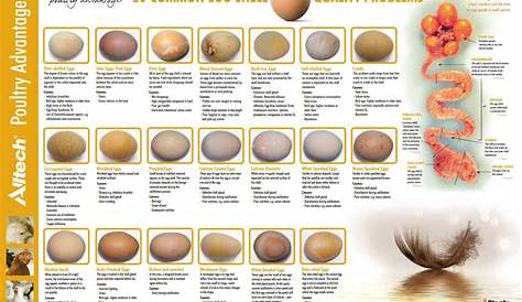isa brown egg production chart