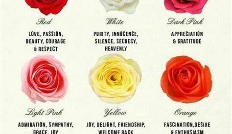 Pin by Cristina Castro on Gardening | Rose color meanings, Different