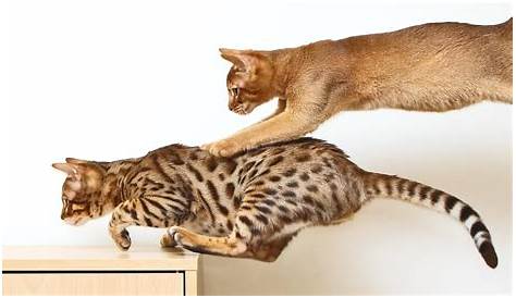 Gene helps put stripes and blotches on cats of all sizes