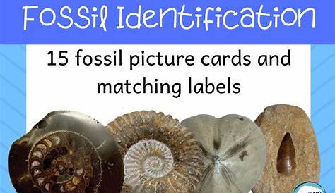 Fossil Identification Activity KS2 | Teaching Resources