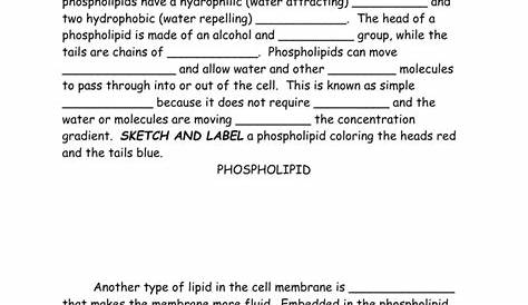Cell Membrane Coloring Worksheet Answers