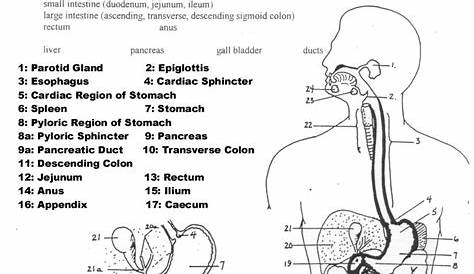 Human Anatomy Labeling Worksheets Digestive System Worksheet Anatomy