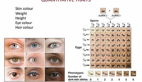 skin color genetics chart