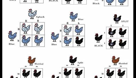 egg color genetics chart