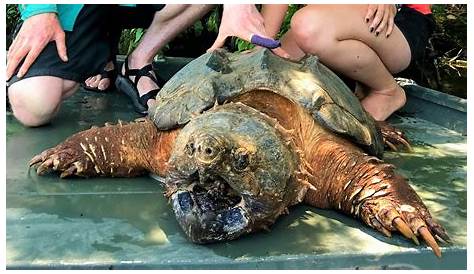 Huge alligator snapping turtles: Mississippi researchers share finds