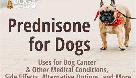 Prednisone for Dogs: Uses for Dog Cancer and Other Medical Conditions