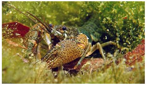 biology of freshwater crayfish