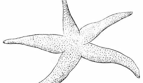 starfish coloring pages printable