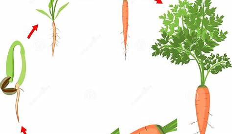 Life Cycle of Carrot Plant. Stages of Growth from Seed and Sprout To