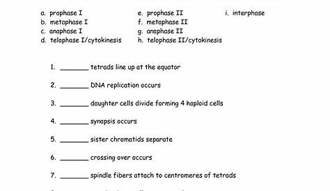 meiosis worksheet key