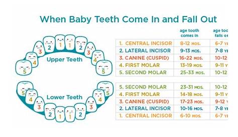 Woollahra Dental: When baby teeth come in and fall out