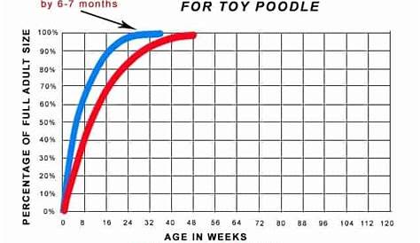 Your Poodle Size Guide: Toy, Mini, Standard - HoundGames