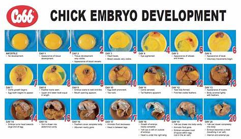 57 best Chicken - Hatching images on Pinterest | Cockatiel, Egg and Eggs