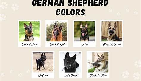 german shepherd color chart