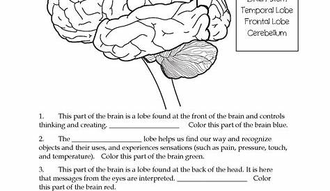 Brain Parts Worksheets