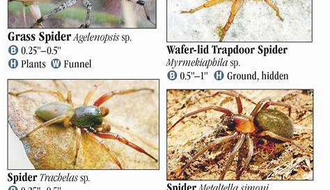 Spiders of Louisiana – Quick Reference Publishing